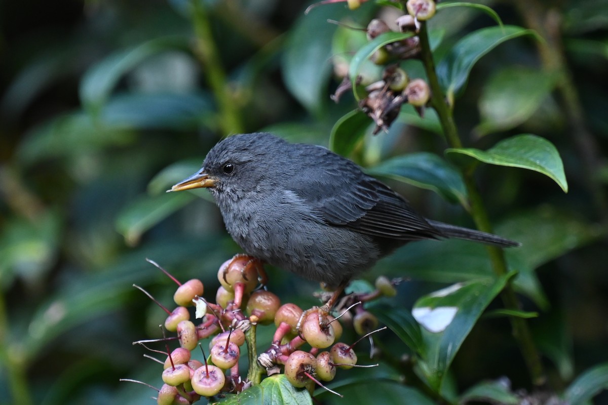 Peg-billed Finch - ML638155115