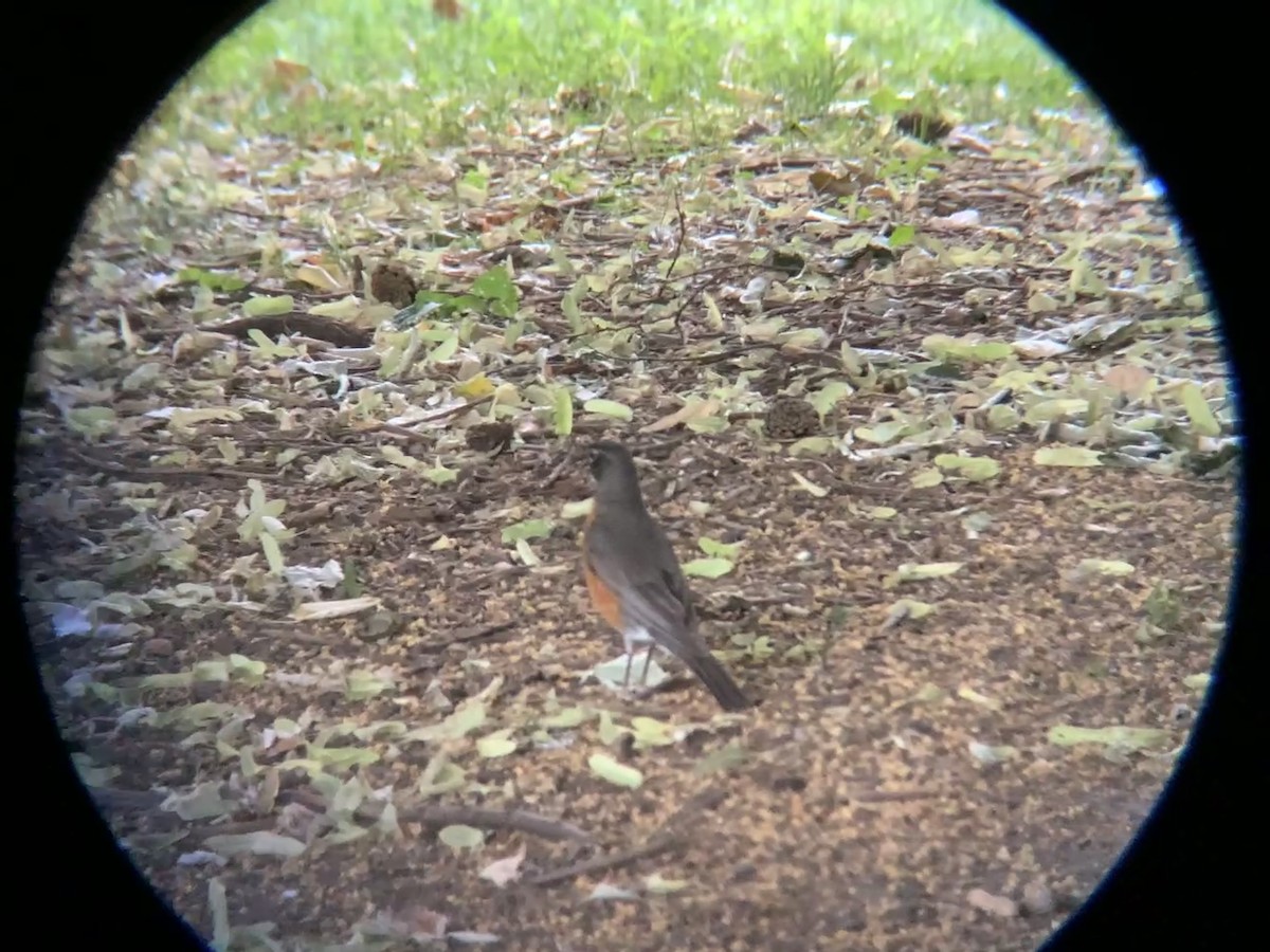 American Robin - ML638155144