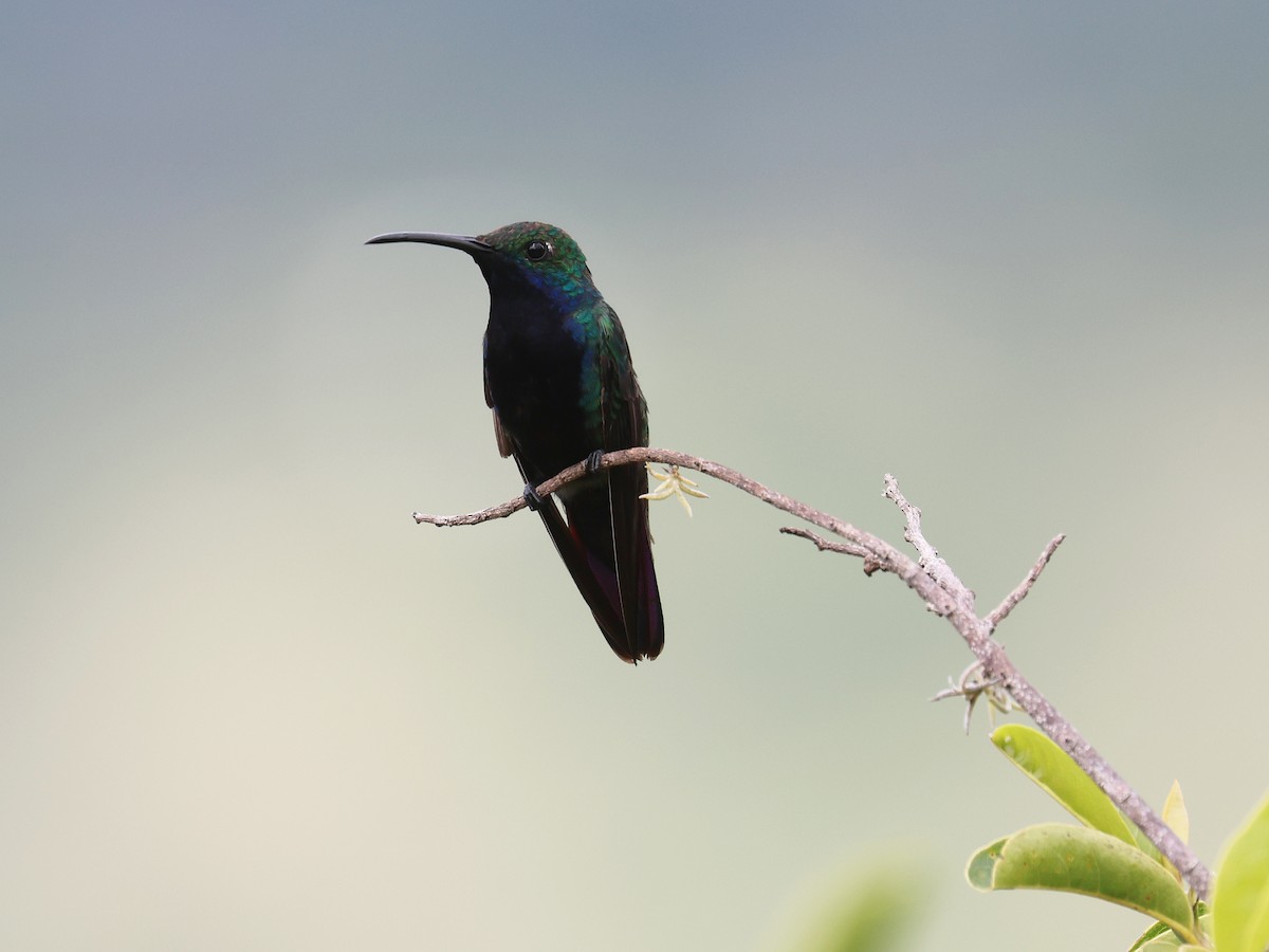Black-throated Mango - ML638155184