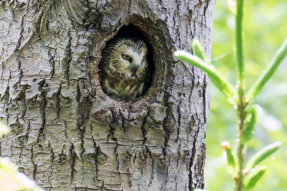 Northern Saw-whet Owl - ML638155195