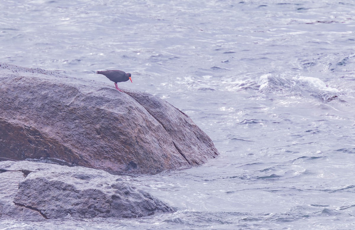 Sooty Oystercatcher - ML638155203