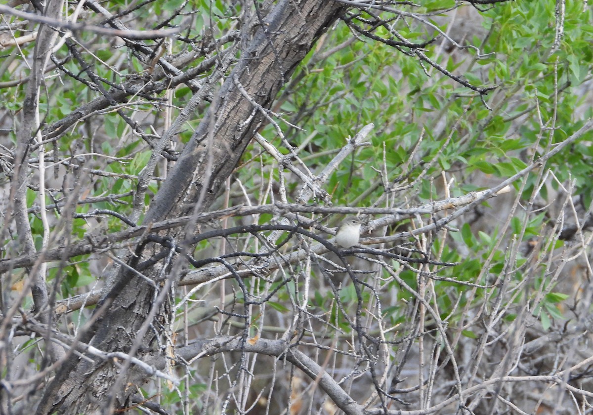 Braunaugenvireo - ML638155226