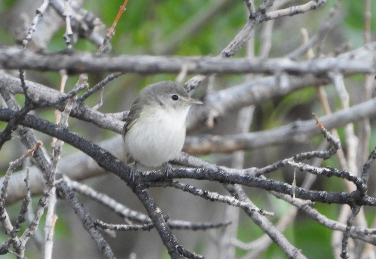 Braunaugenvireo - ML638155227