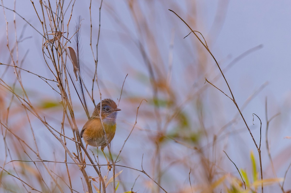 Southern Emuwren - ML638155254