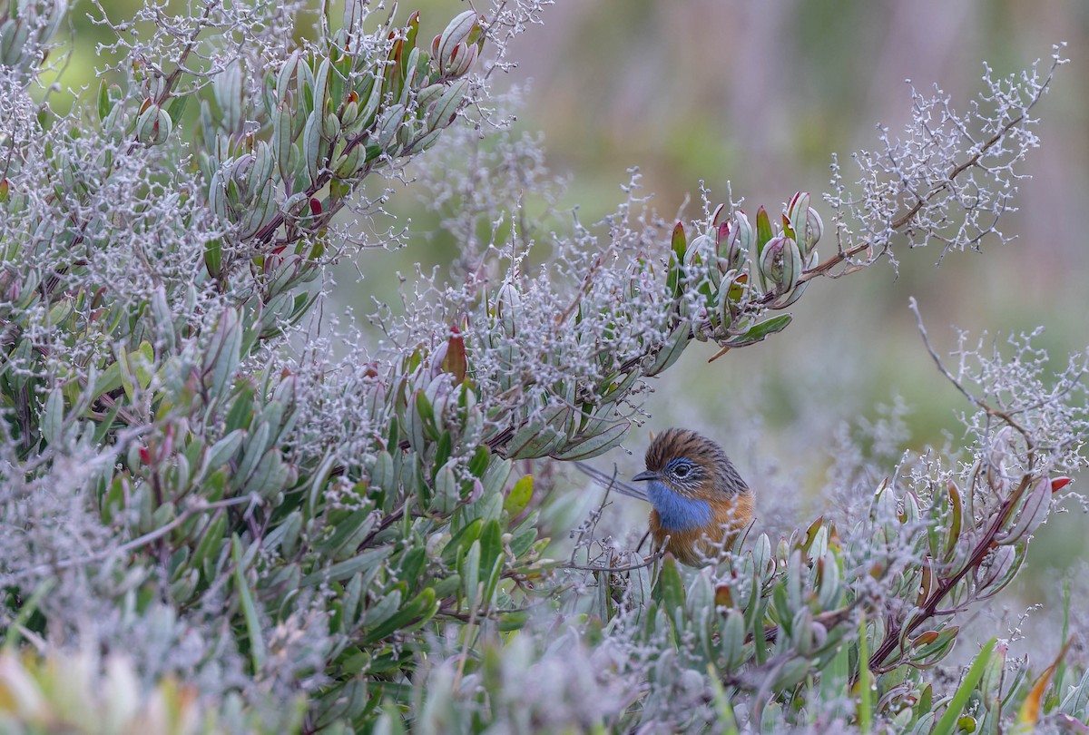 Southern Emuwren - ML638155255