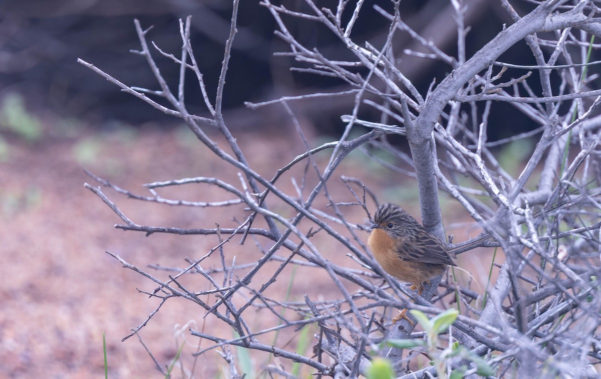 Southern Emuwren - ML638155256