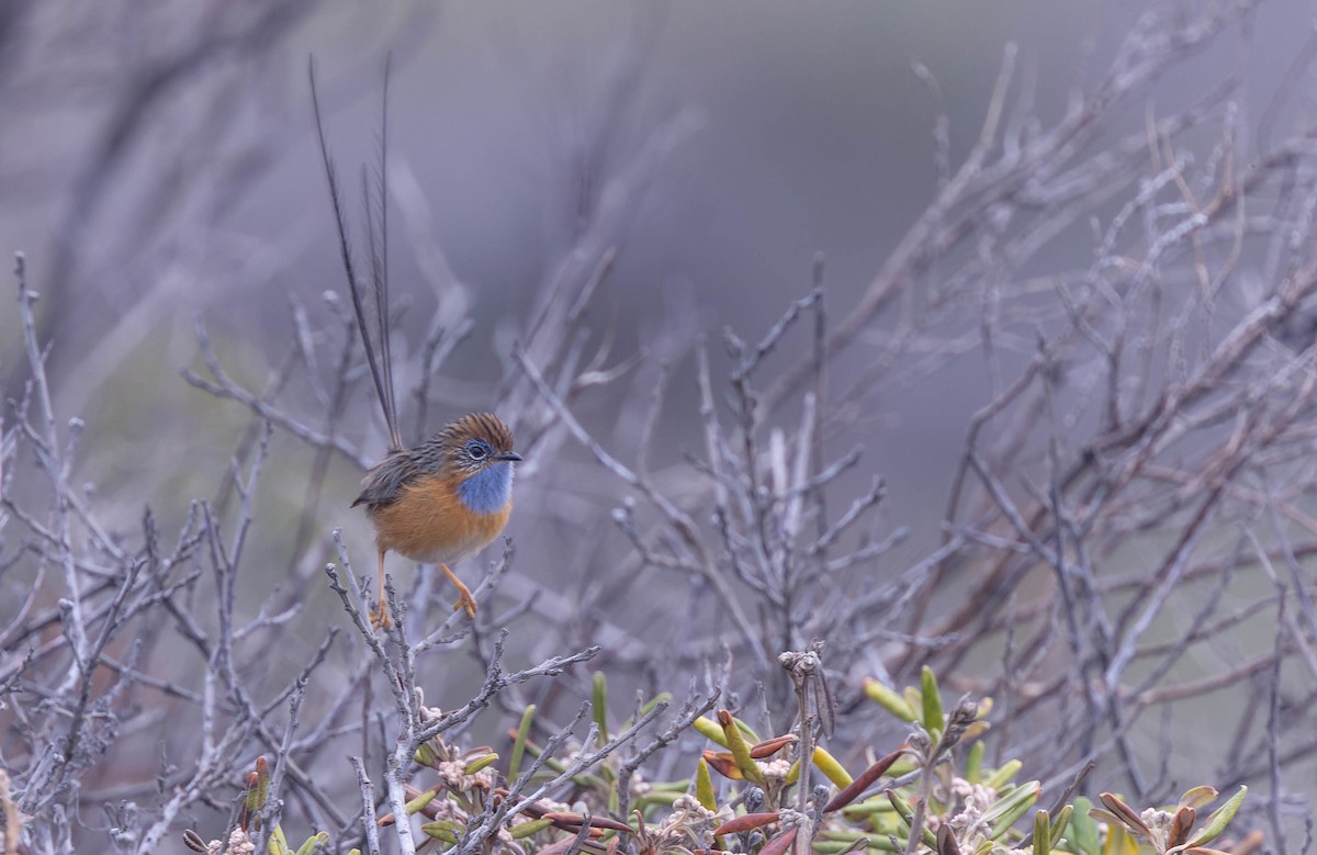 Southern Emuwren - ML638155257