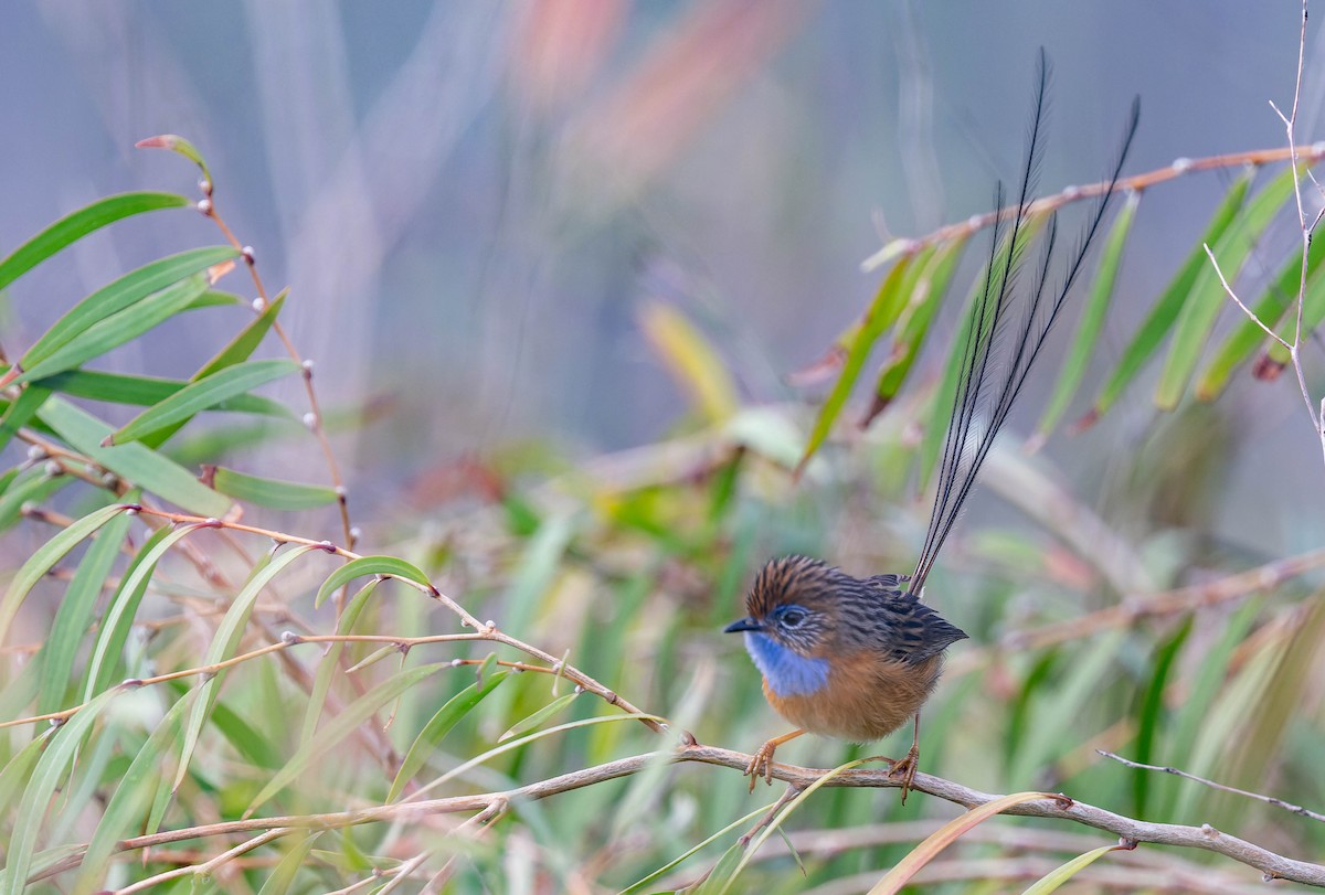 Southern Emuwren - ML638155259