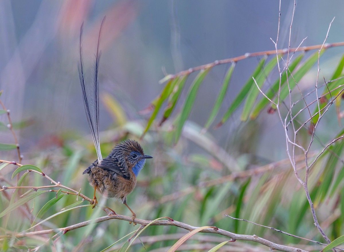 Southern Emuwren - ML638155260