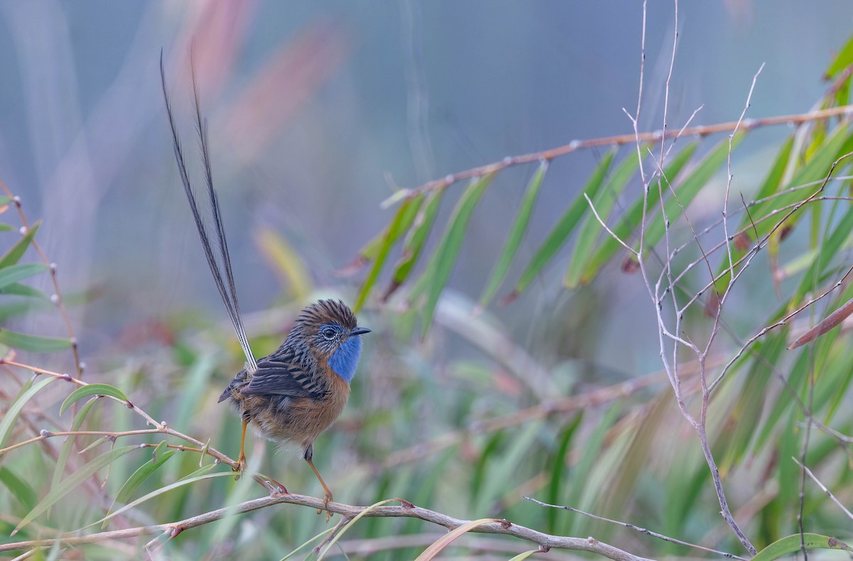 Southern Emuwren - ML638155262