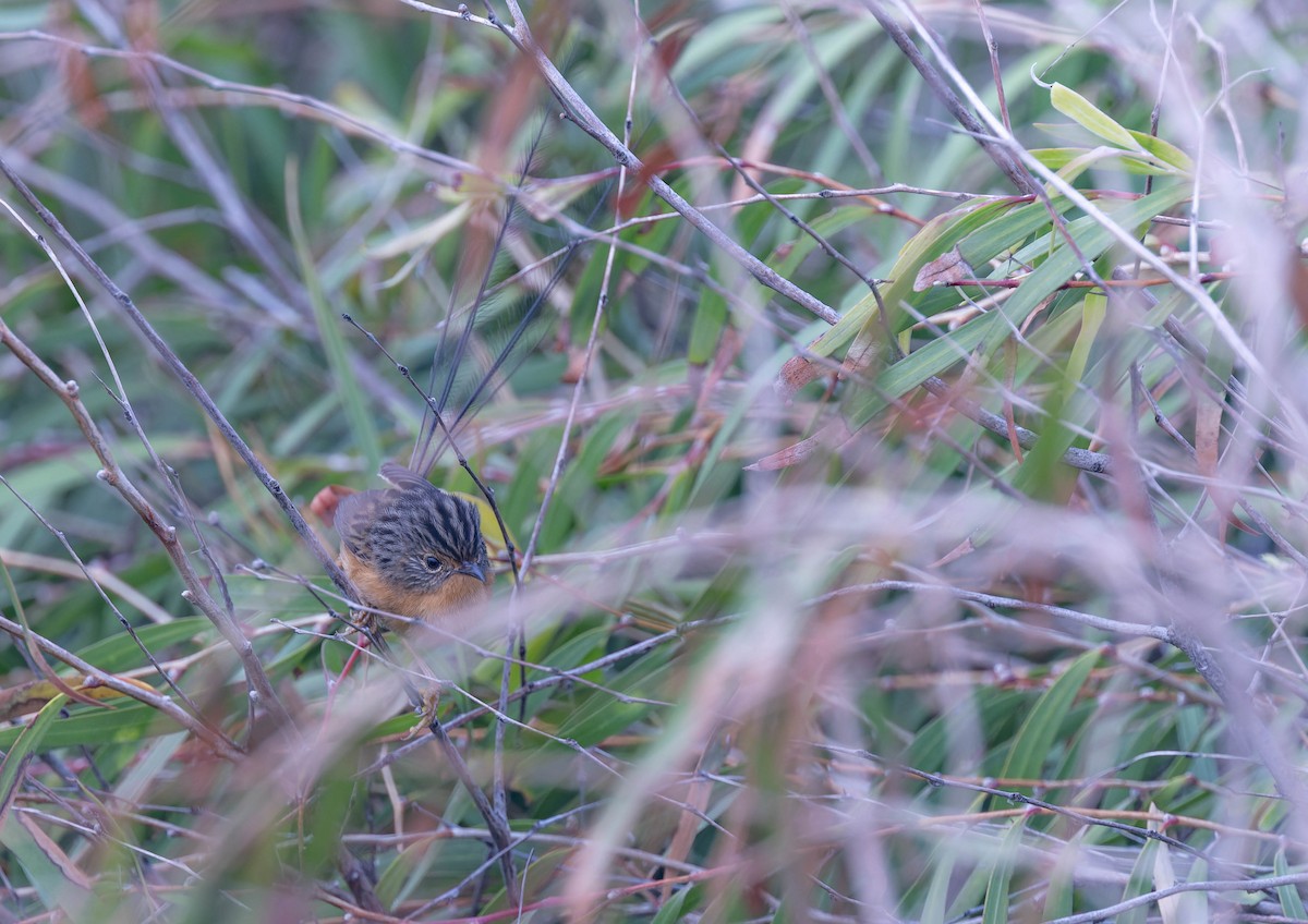 Southern Emuwren - ML638155263