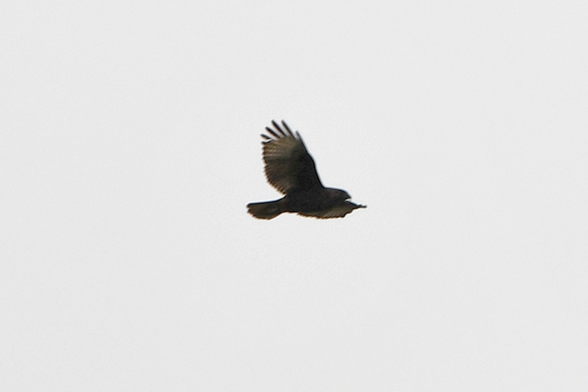 Hawaiian Hawk - ML638155296
