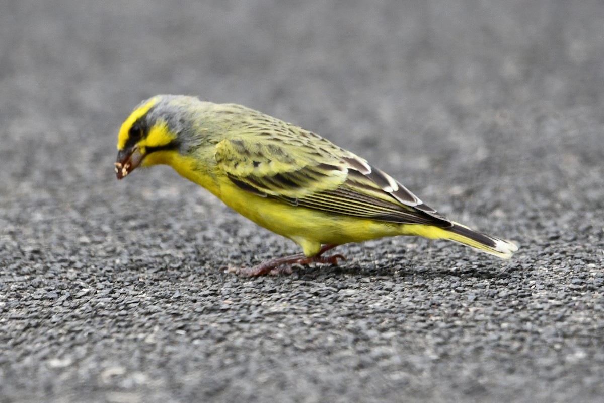 Yellow-fronted Canary - ML638155308