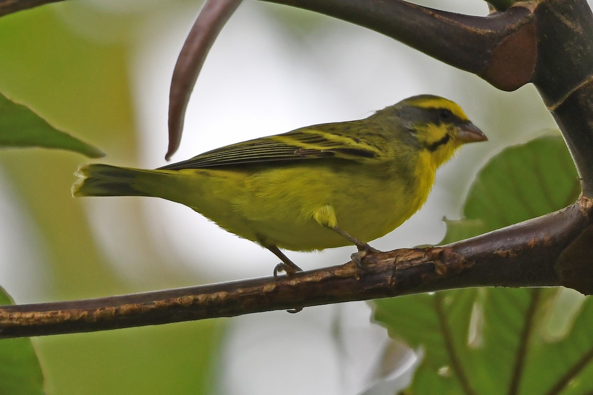 Yellow-fronted Canary - ML638155309