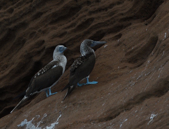 Голубоногая олуша - ML638155328