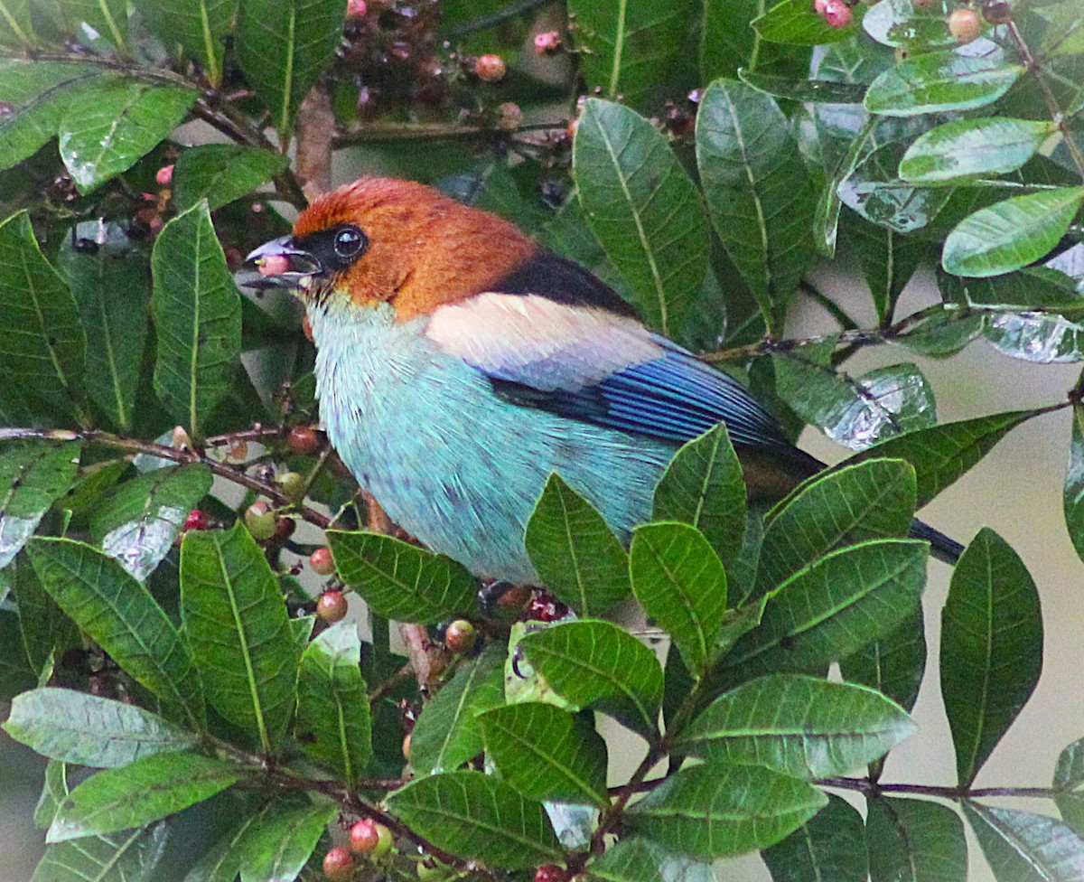 Black-backed Tanager - ML638155335