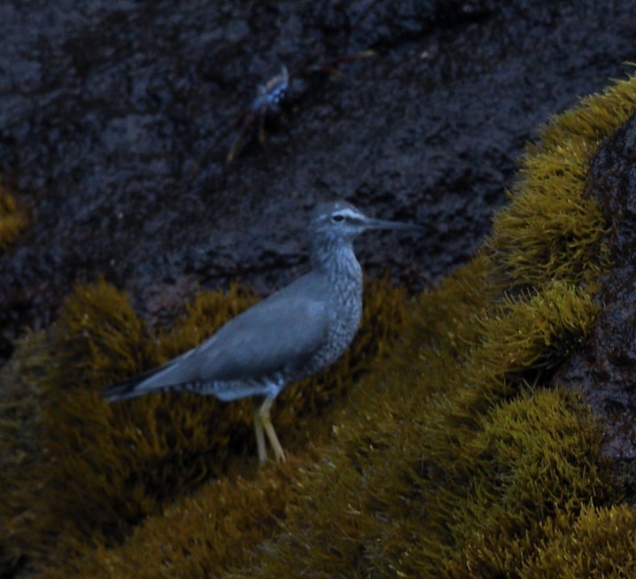 Американский пепельный улит - ML638155336