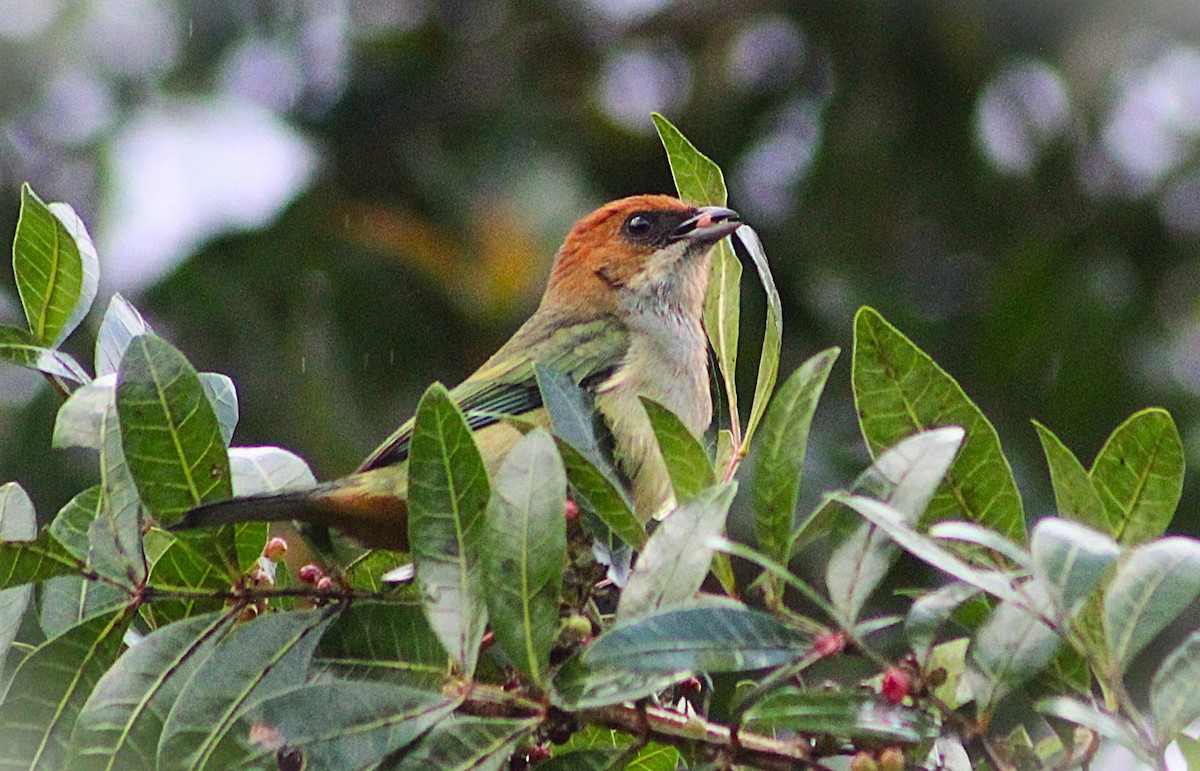 Black-backed Tanager - ML638155337