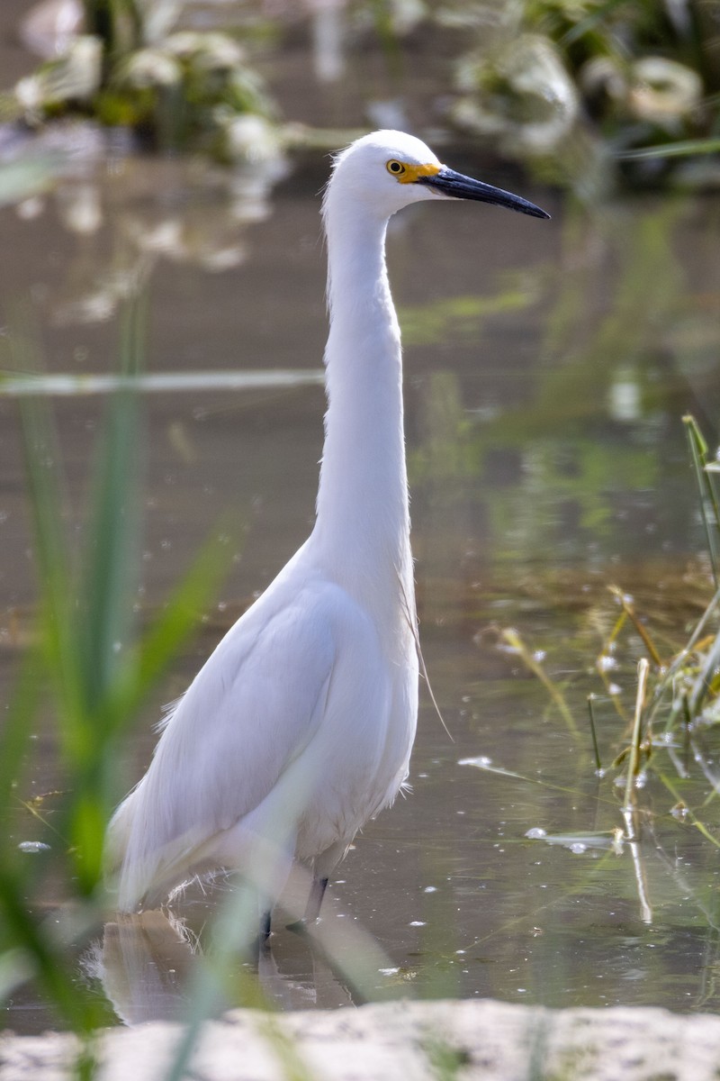 Snowy Egret - ML638155351