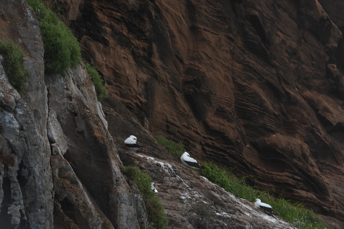 Nazca Booby - ML638155421