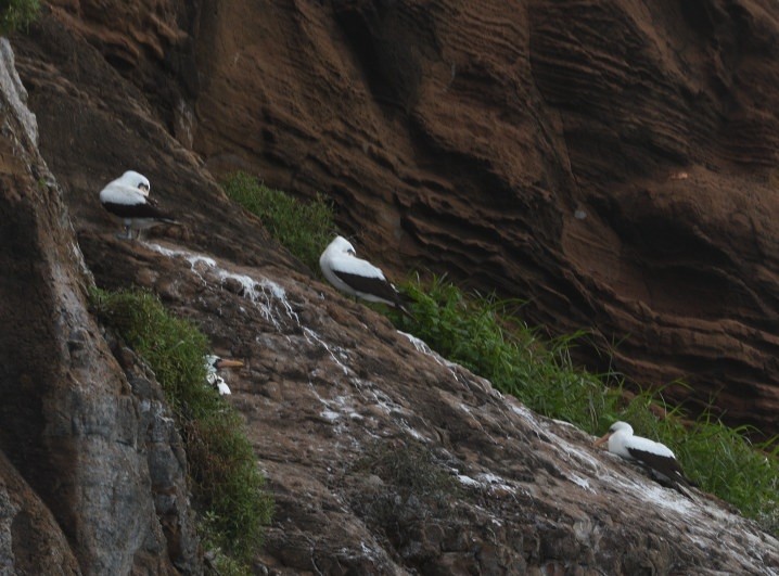 Nazca Booby - ML638155429