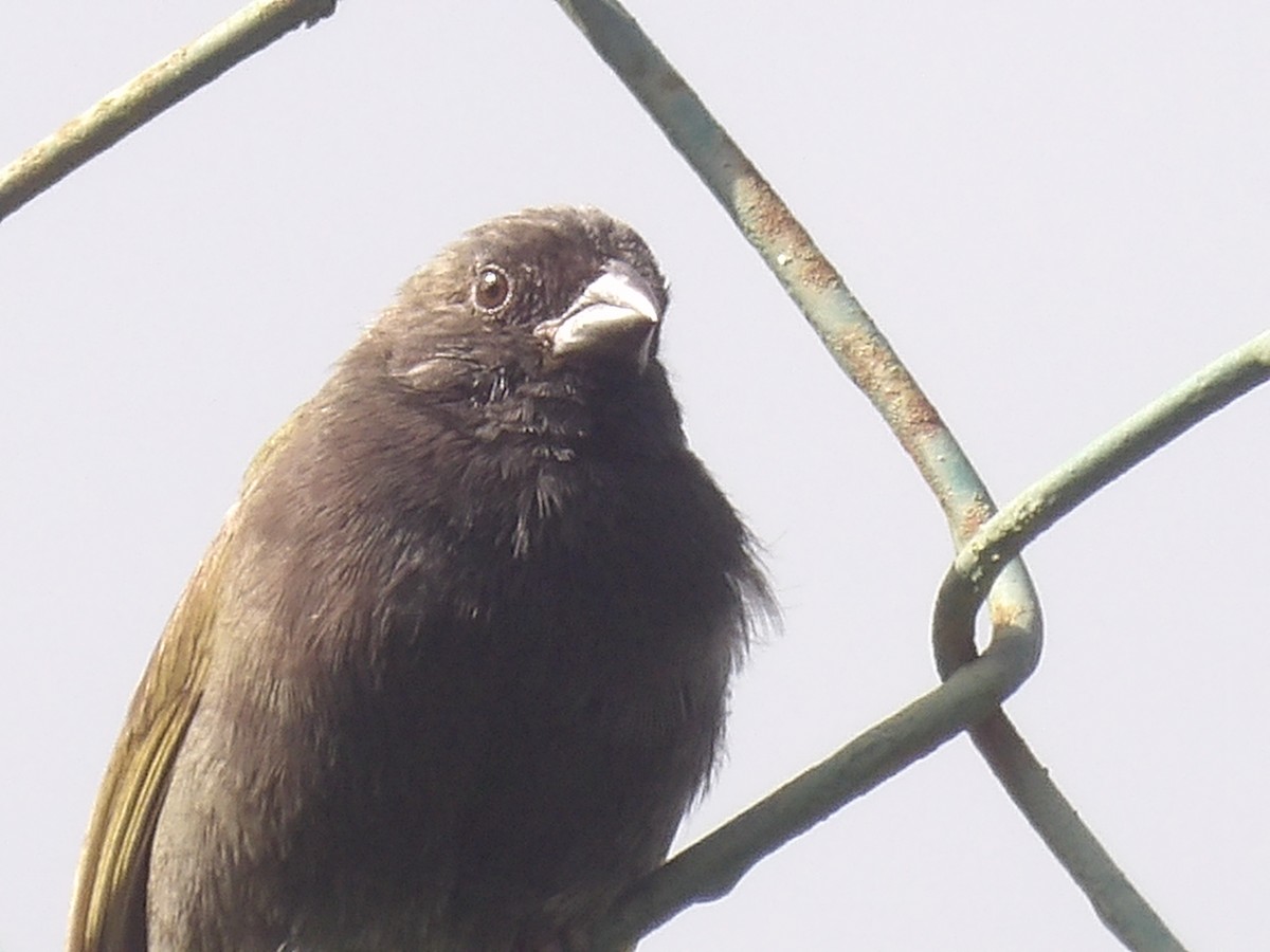 Black-faced Grassquit - ML638155431