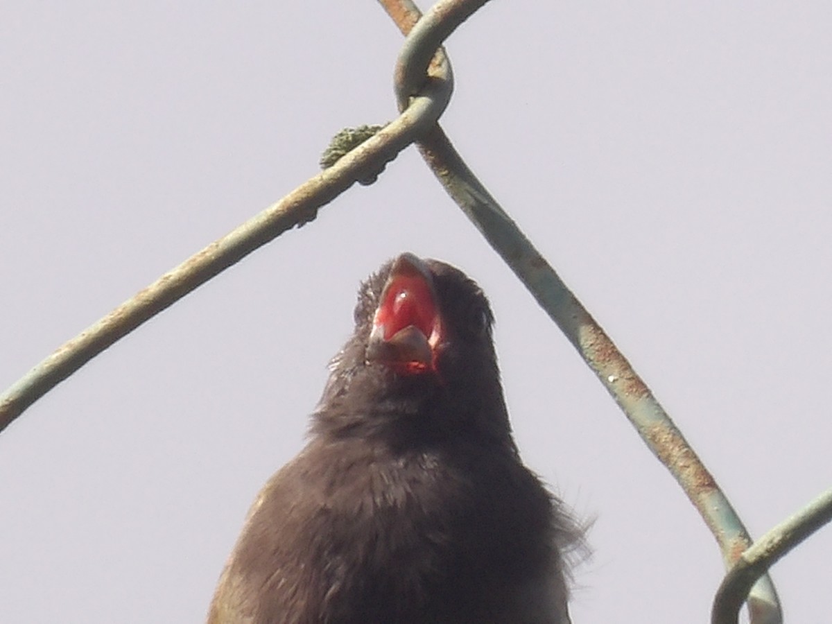 Black-faced Grassquit - ML638155433