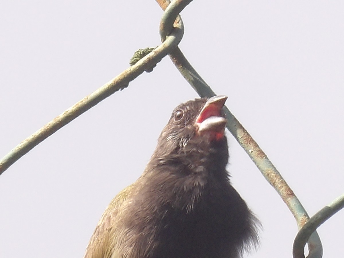 Black-faced Grassquit - ML638155434