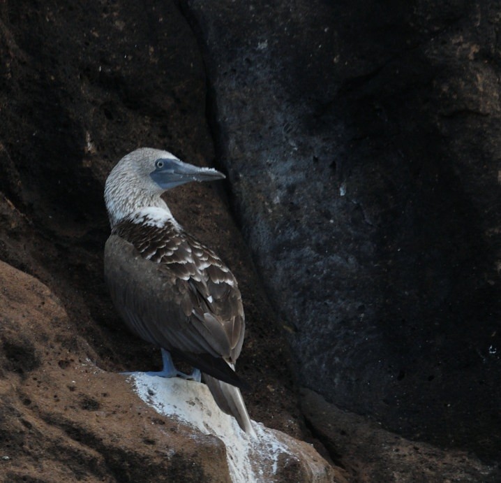 Голубоногая олуша - ML638155439