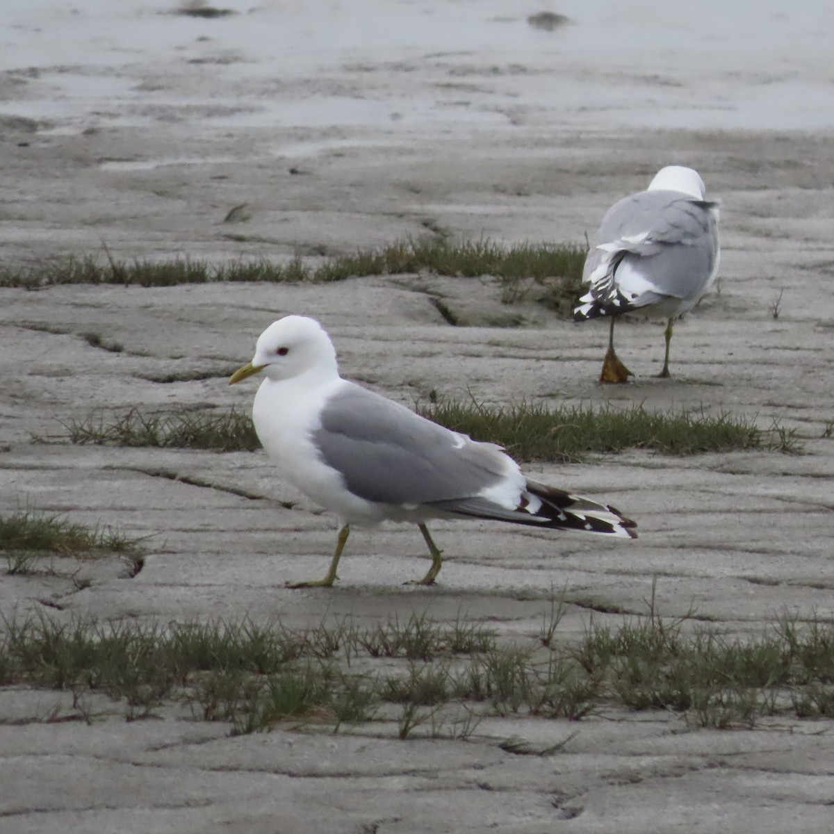 Short-billed Gull - ML638155459