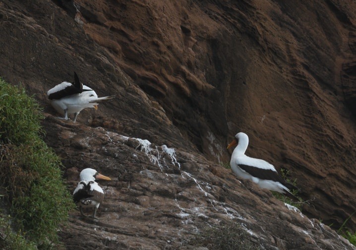 Nazca Booby - ML638155465
