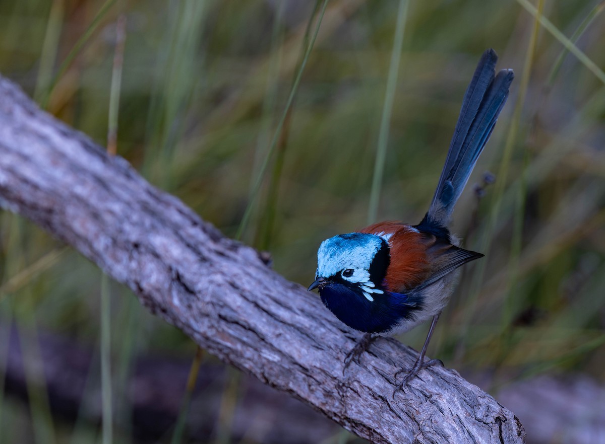 Red-winged Fairywren - ML638155476