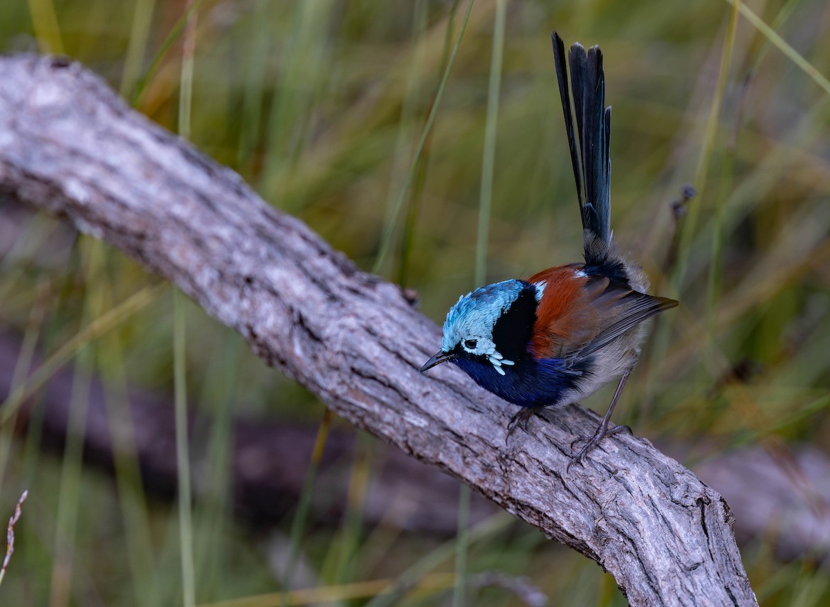 Red-winged Fairywren - ML638155477