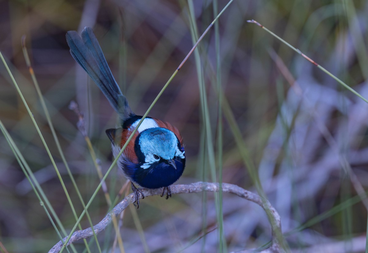 Red-winged Fairywren - ML638155478
