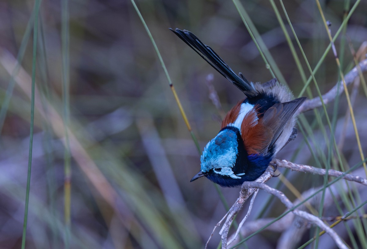Red-winged Fairywren - ML638155479