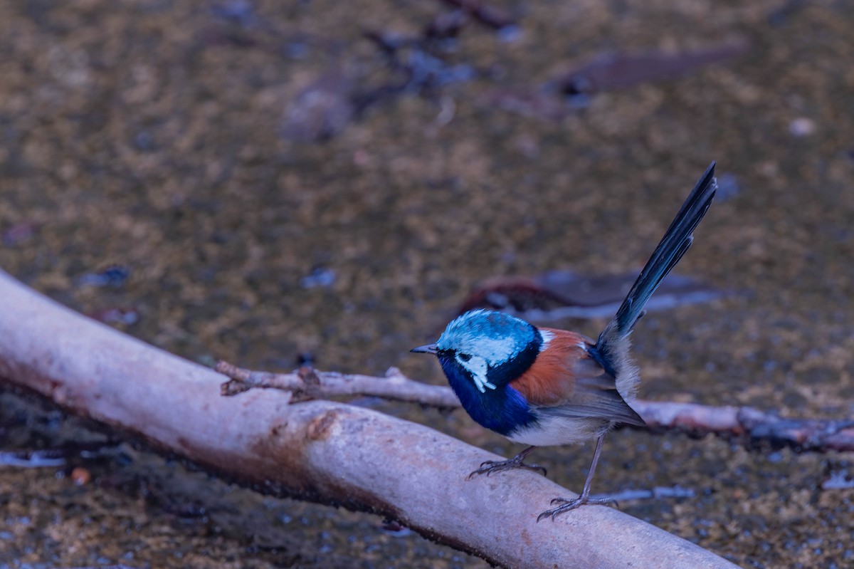 Red-winged Fairywren - ML638155480