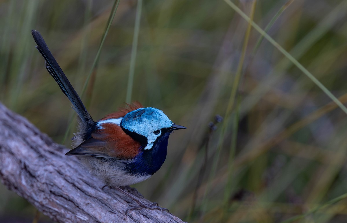 Red-winged Fairywren - ML638155481