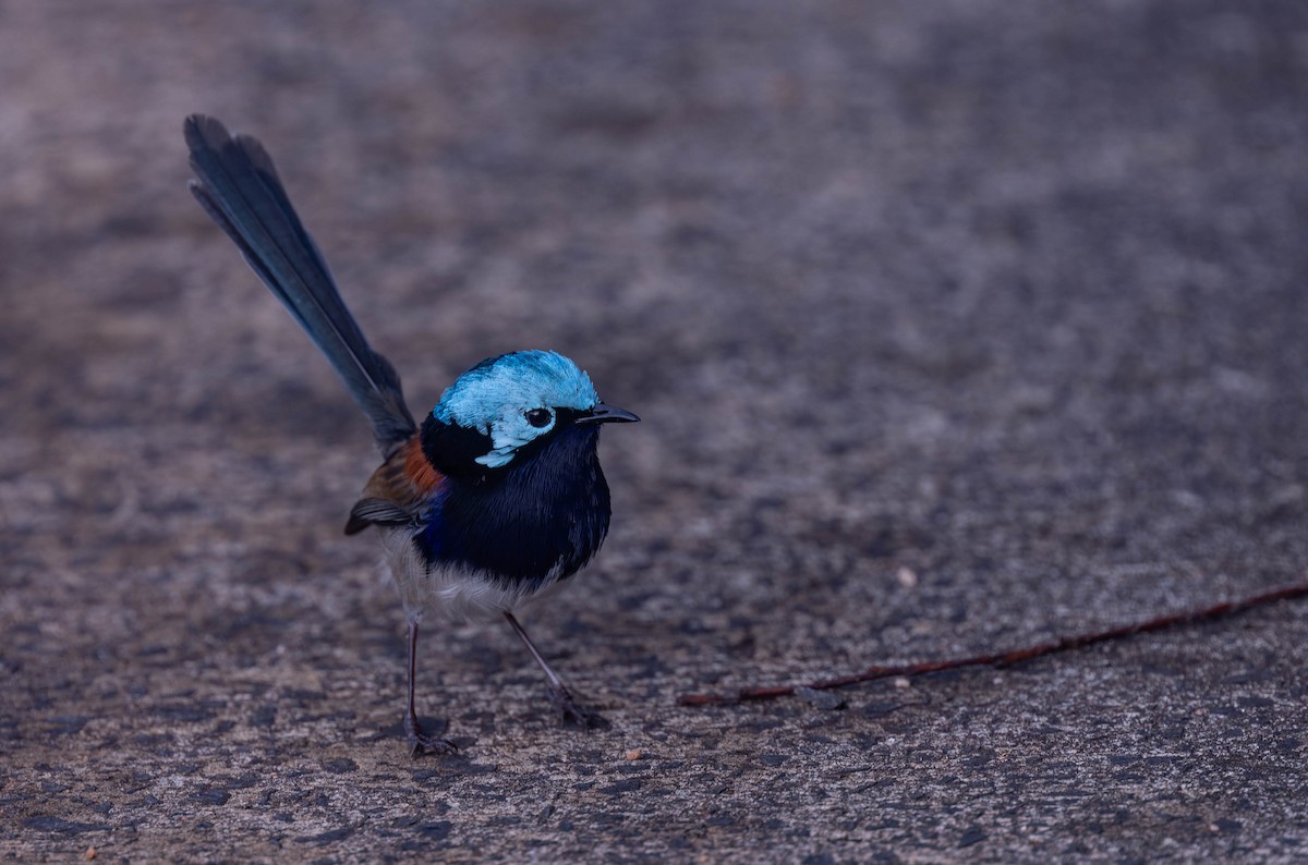 Red-winged Fairywren - ML638155483