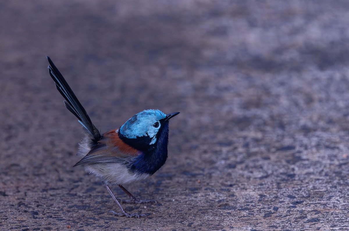 Red-winged Fairywren - ML638155484