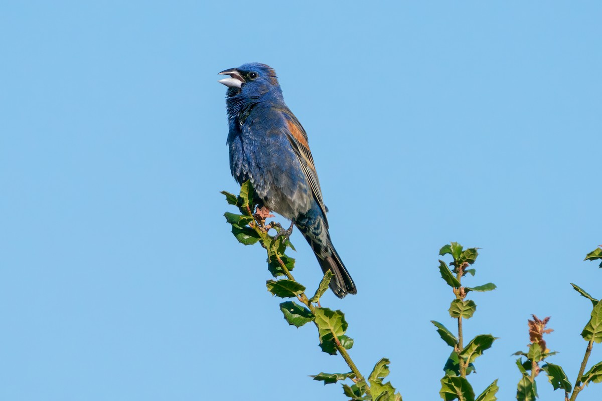 Blue Grosbeak - ML638155497