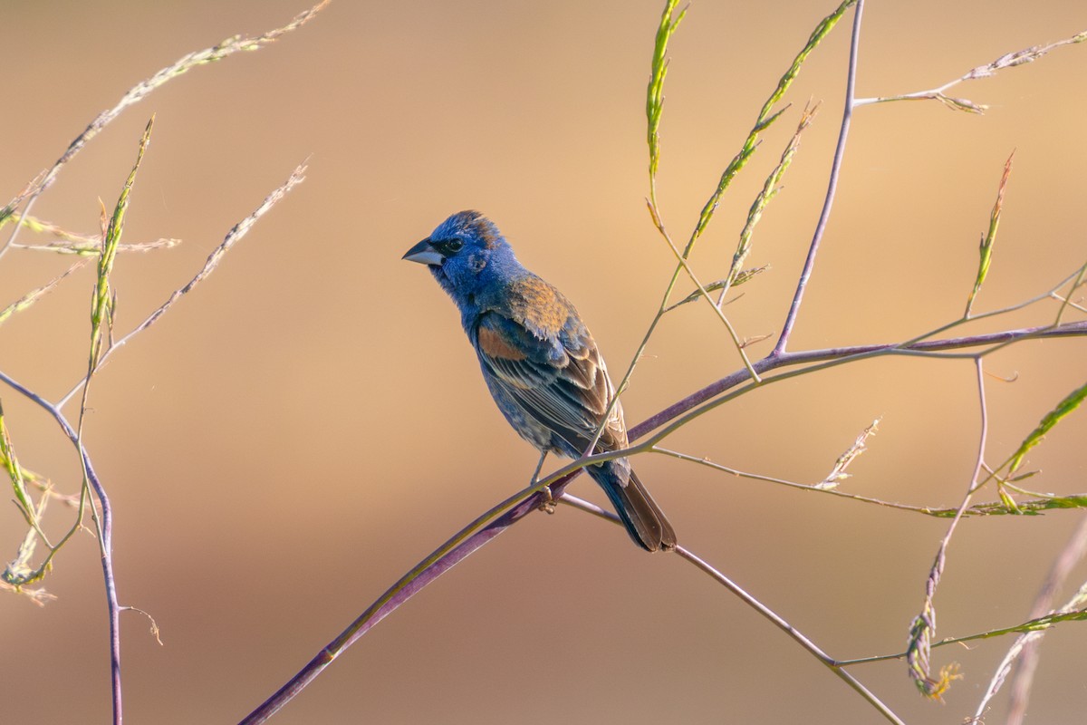 Blue Grosbeak - ML638155498