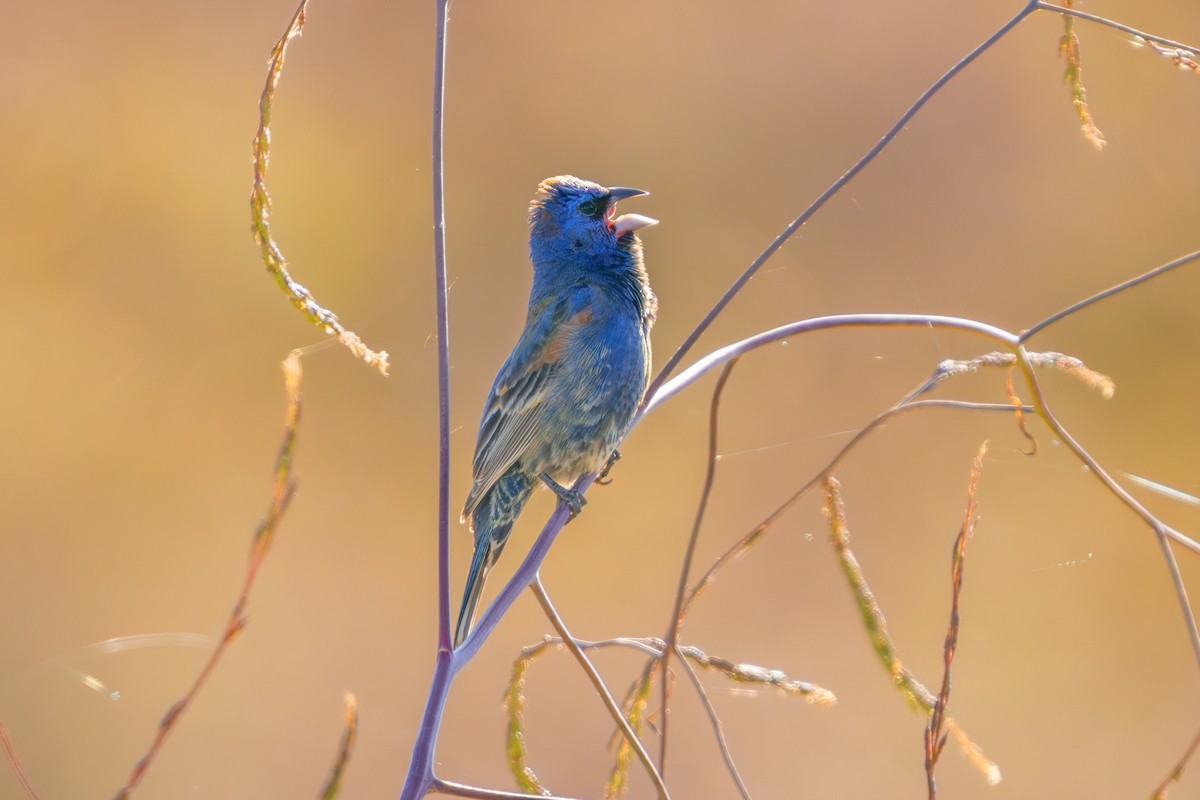 Blue Grosbeak - ML638155499
