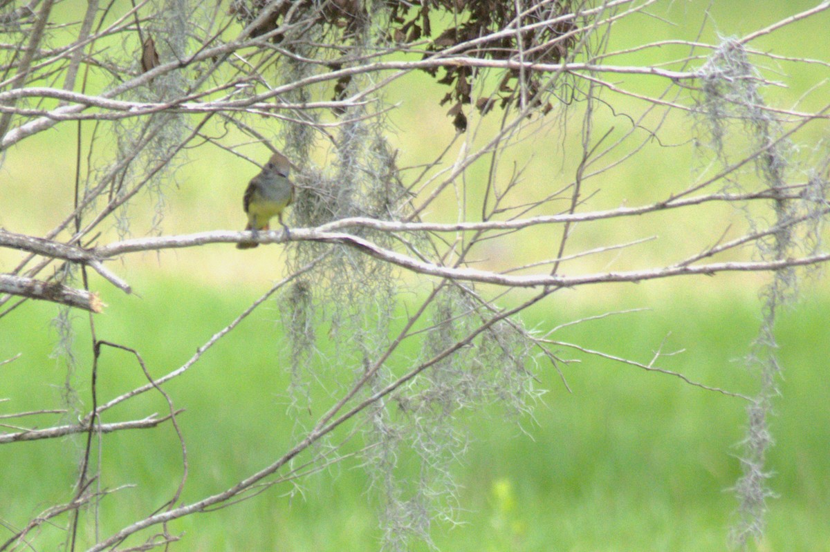 Great Crested Flycatcher - ML638155505
