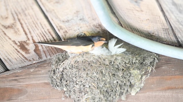 Barn Swallow - ML638155509