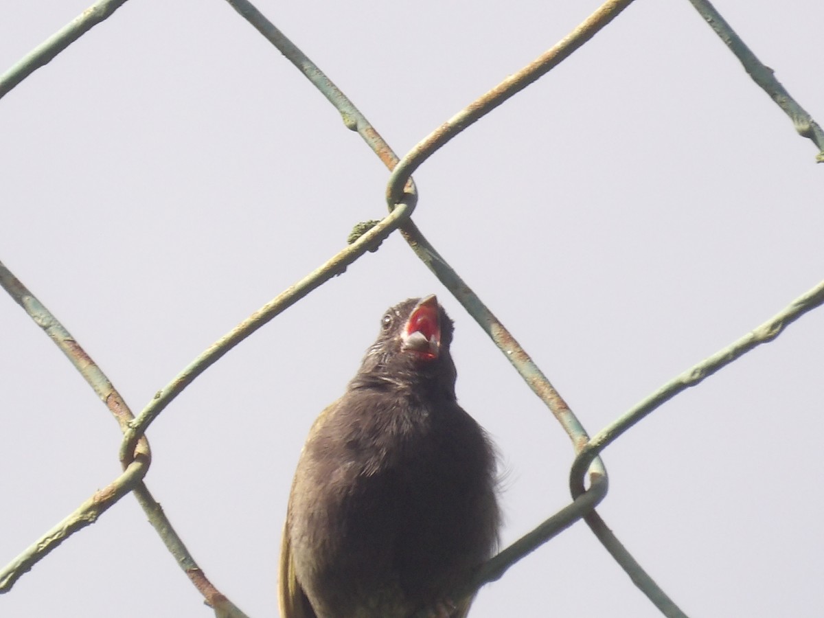 Black-faced Grassquit - ML638155522