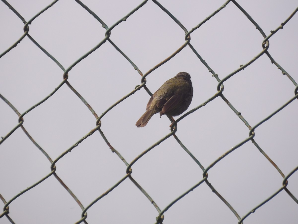 Black-faced Grassquit - ML638155538