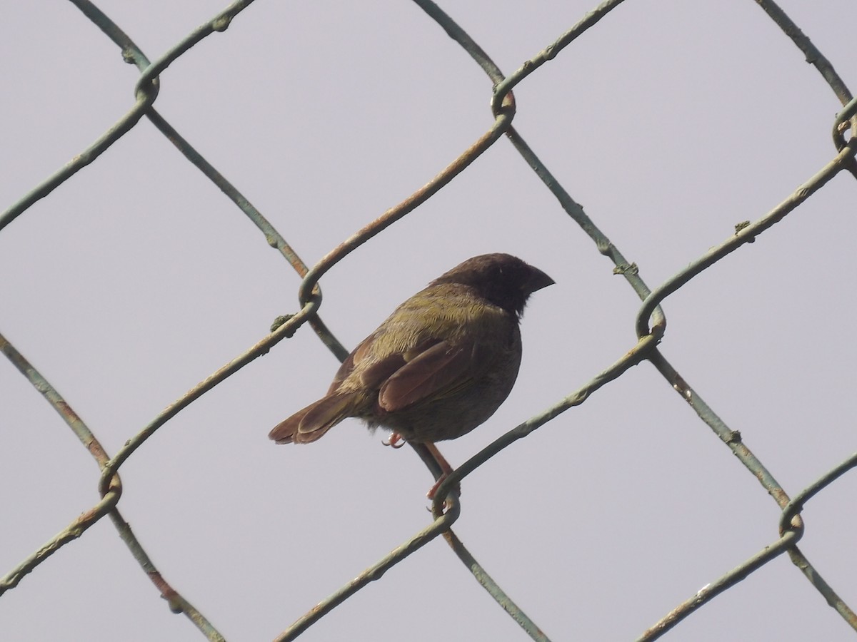 Black-faced Grassquit - ML638155539