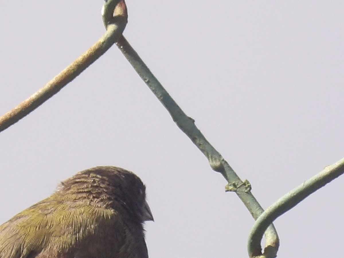 Black-faced Grassquit - ML638155542