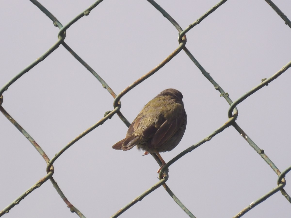 Black-faced Grassquit - ML638155543