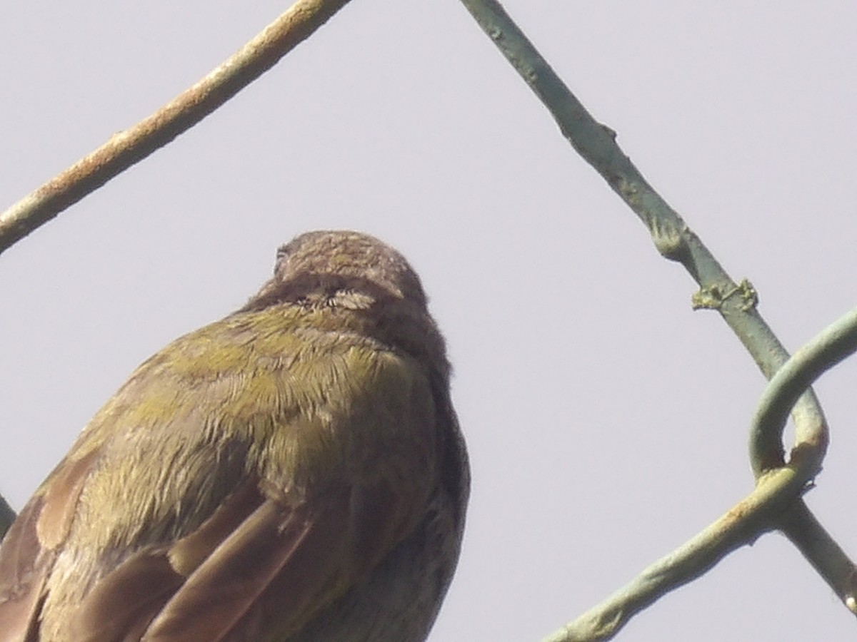Black-faced Grassquit - ML638155544
